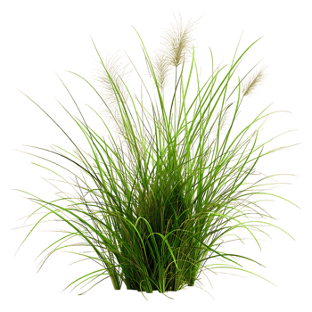 Poa Labillardieri Bush Isolated on Clear Background Cutout png