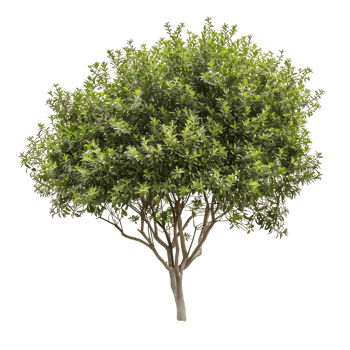 Tasmannia Purpurascens Tree Isolated on Transparent Background png