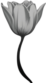 Charming tulip clipart adds spring vibes. AI-generated. png