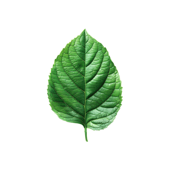 Botanical Beauty Realistic Leaf Graphic with Intricate Details png