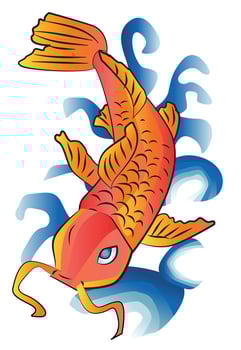 Koi Fish Illustration vector