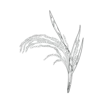 paddy design and rice vector
