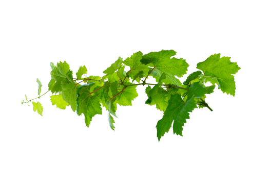 leaf vine Isolate on transparent background file png