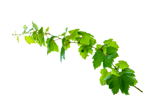 leaf vine Isolate on transparent background file png