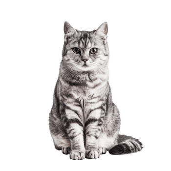 Gray tabby cat sitting and looking at the camera png