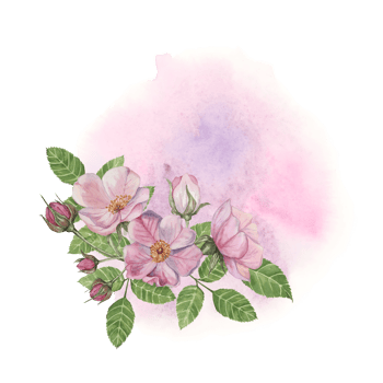 Pink rosehip flowers with green leaves on the abstract background. Rosa canina flower arrangement on watercolor stain. Floral dog rose clipart for greeting cards, invitations, label, cosmetics, napkin png