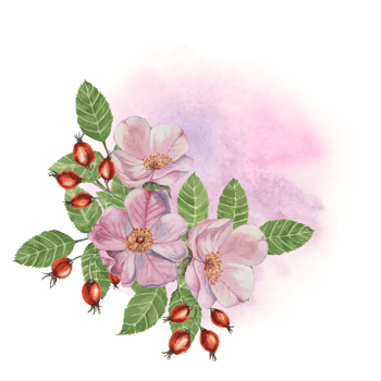 Red rosehip berries and Pink wild rose flowers with buds on watercolor stained background. Rosa canina plant branch with fruits. Dogrose clipart for botanical design, cards, invitations, scrapbooking png