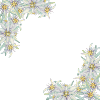 Corner frame with edelweiss flowers. Hand drawn watercolor clipart, floral rustic style in pastel colors. Design template for postcard, invitation, printing, wedding, png