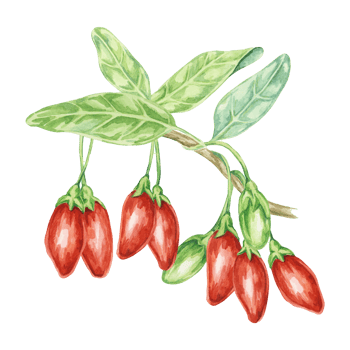 Red and Green Goji berries on the branch with leaves Watercolor illustration. Hand-drawn clipart of licium barbarum fruits, leaves. Design for printing, packaging, cards, posters png