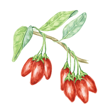 Multiple goji berries on the branch with leaves. Watercolor illustration. Hand-drawn clipart of licium barbarum fruits, leaves. Design for printing, packaging, cards, posters png