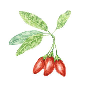Goji berries on the branch with leaves Watercolor illustration. Hand-drawn clipart of licium barbarum fruits, leaves. Design for printing, packaging, cards, posters png