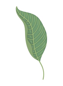 exotic leaf plant nature illustration isolated vector