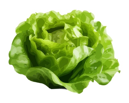 Fresh organic cabbage, a healthy vegetarian meal icon isolated vector