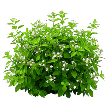 Galium Odoratum Bush Isolated on Clear Background png