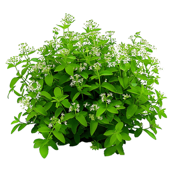 Galium Odoratum Cutout on Transparent png