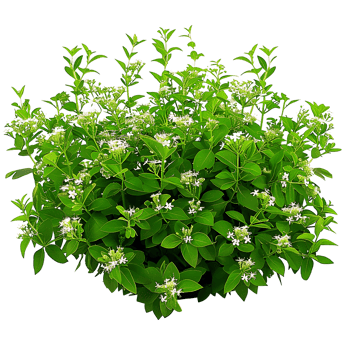 Galium Odoratum Bush Isolated on Transparent Background png