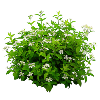 Galium Odoratum Isolated on Transparent png