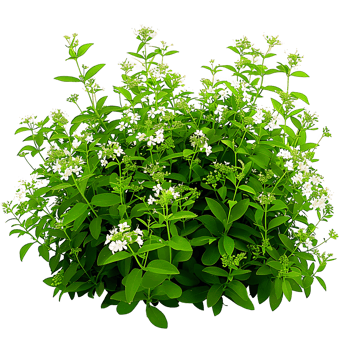 Galium Odoratum with Transparent Background png
