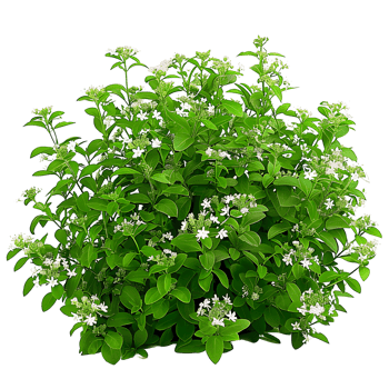 Galium Odoratum Bush Isolated on Clear Background png