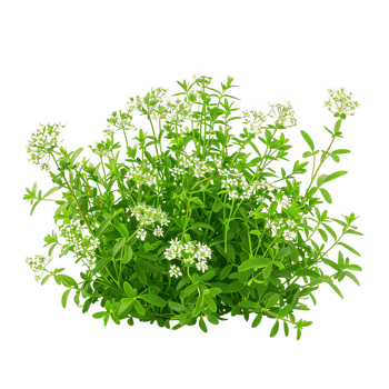 Galium Odoratum on Transparent Background png