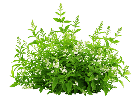 Galium Odoratum Bush on Clear Background png