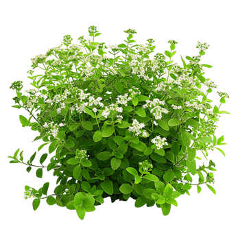 Galium Odoratum Bush Isolated on Transparent Cutout png
