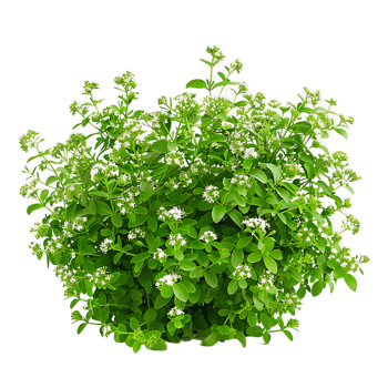 Galium Odoratum Bush with Transparent Background png
