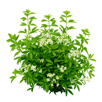 Galium Odoratum Isolated on Transparent Background png