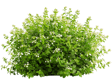 Galium Odoratum Isolated on Clear Background png