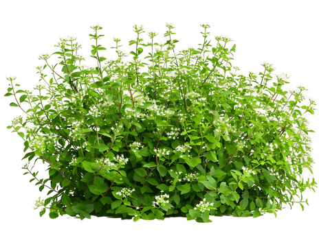 Galium Odoratum Bush Isolated on Clear Cutout png