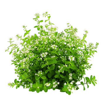 Galium Odoratum on Clear Background png