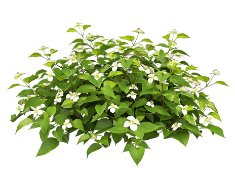 Cornus Canadensis on Clear Background png
