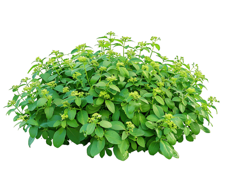 Pachysandra Terminalis Bush Isolated on Transparent png