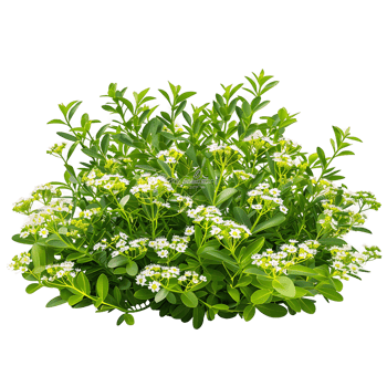 Iberis Sempervirens Bush on Transparent Background png