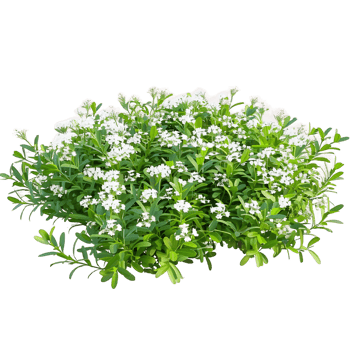 Iberis Sempervirens on Clear Background Cutout png