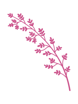 Ornaments Hand Drawn Nature Leaf Element png