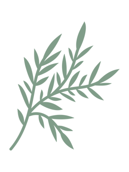 Ornaments Hand Drawn Nature Leaf Element png