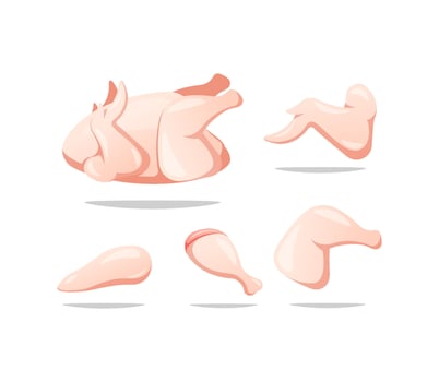 Fresh chicken parts set. Breast fillet, wings, drumsticks, legs. Chicken parts. vector