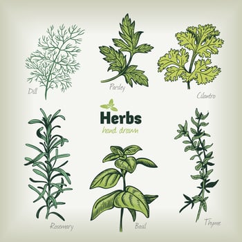 Detailed hand drawn illustration of culinary herbs. Dill, basil, cilantro, parsley, rosemary, thyme. vector