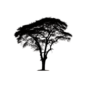 Acacia Tree Silhouette Symbol isolated on transparent background png