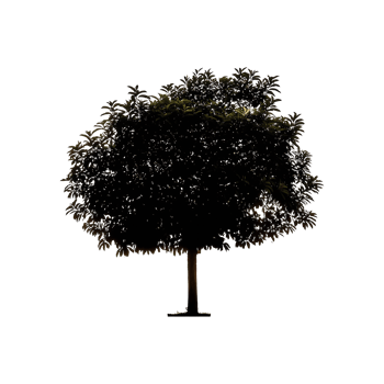 Fruit Tree Silhouette Symbol isolated on transparent background png