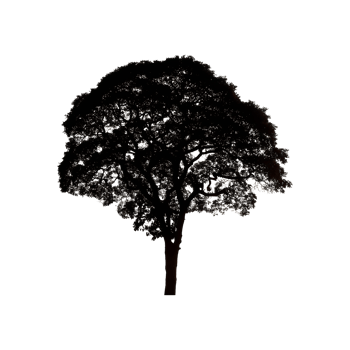 Fruit Tree Silhouette Symbol isolated on transparent background png