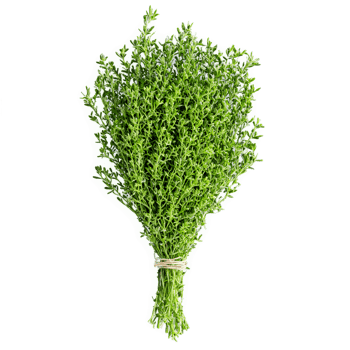 Fresh lemon thyme sprigs vibrant green color tiny leaves delicate stems Food and culinary concept png