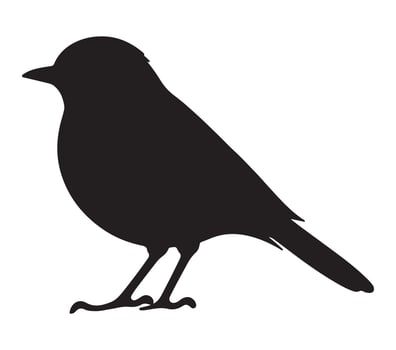 American Robin Black Silhouette on white background vector