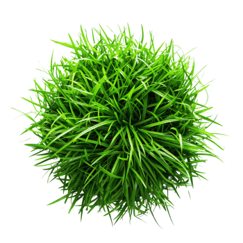 Green grass in center isolated on a transparent background png