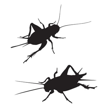 Cricket Silhouette Illustration vector