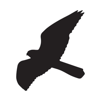 Falcon Animal Illustration Silhouette vector