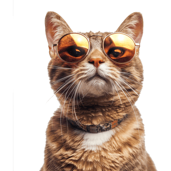 Cat wearing cool summer glasses isolated on transparent background png