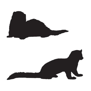 Ferret Silhouette Art Mammal vector