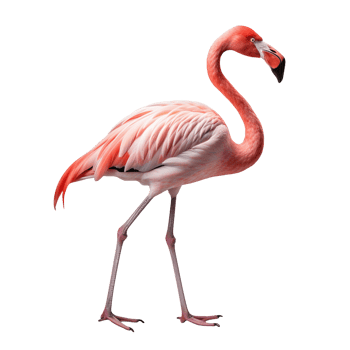 Flamingo isolated on transparent background png